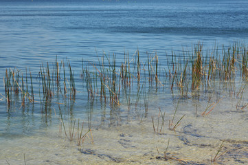 Reeds in the shallow of a clear blue water lake.