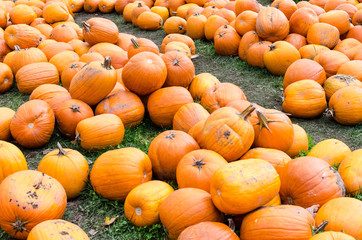 Pumpkins in a field