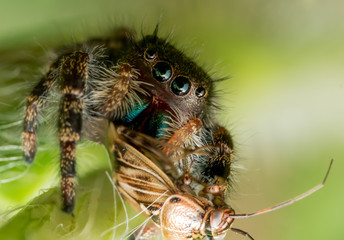 black jumping spider with green mouth and eyes eats bug