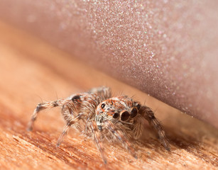 Cute small jumping spider hides on wooden surface