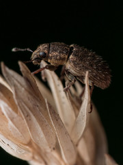 brown weevil crawls on plant with black background