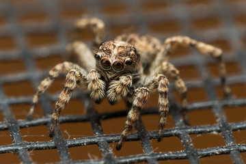 Jumping spider with big reflective eyes on window screen
