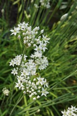 Fototapeta premium White flowers of the garlic chive nira herb