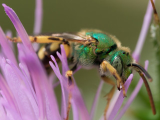 Green metallic sweat bee on purple thistle