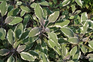 Green, white and purple variegated culinary sage in the herb garden