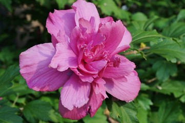 Pink Rose of Sharon hibiscus syriacus double flower in bloom © eqroy