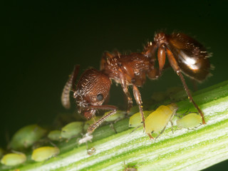 Red Ant herds small green aphids on green plant stem with black