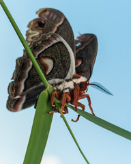 Profile view of orange, white and brown giant silk moth on green
