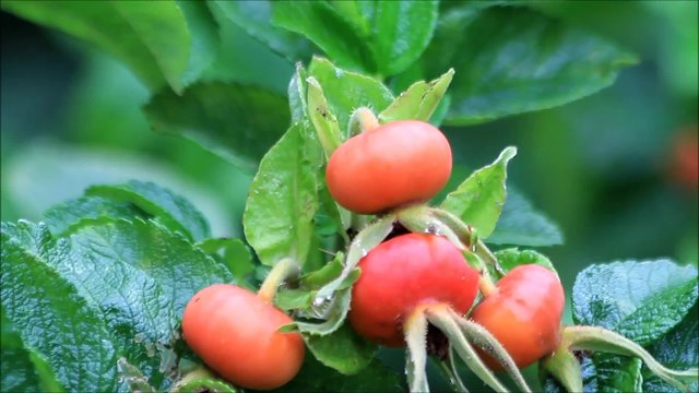 ripe rose hip fruit in the nature, Rosa canina 
