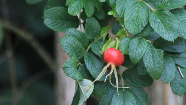 ripe rose hip fruit in the nature, Rosa canina 
