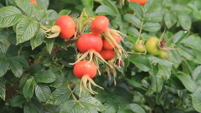 ripe rose hip fruit in the nature, Rosa canina 
