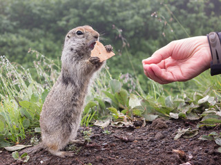 Feeding the gopher with cookie in Kamchatka, Russia