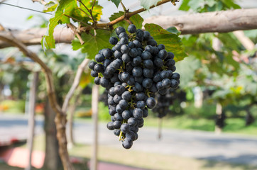 Bunches of red wine grapes hanging on the wine