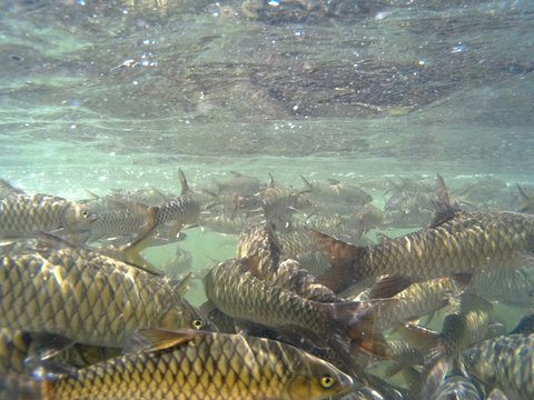 Kelah Or Mahseer In Aquarium, also known as Mahseer (Indian), Kurriah, Kukkhiah, Kajra in Southern India 
