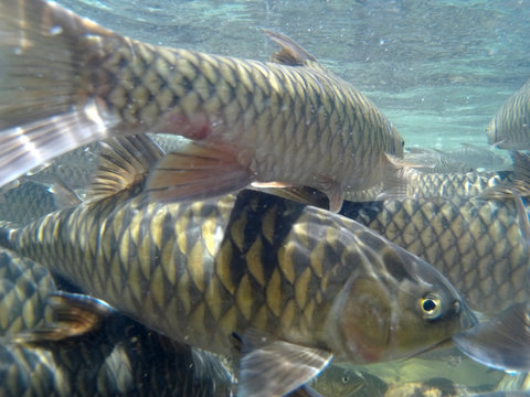 Kelah Or Mahseer In Aquarium, also known as Mahseer (Indian), Kurriah, Kukkhiah, Kajra in Southern India 