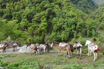 Fototapeta premium group of carrying horses, in Nepal