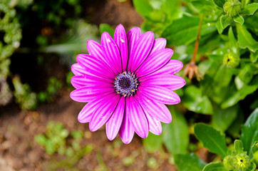 Obraz premium colorful flower in the garden