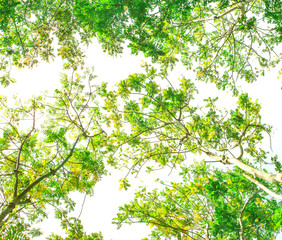 under tree branch with green leaf view