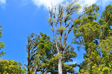 Under big green tree. Nature composition.