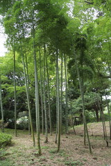 Fototapeta premium 緑の竹の林