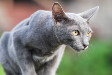 Thai cat stare with eyes determinedly