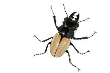 Scissors beetle