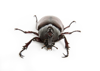 Rhinoceros beetle, Rhino beetle, Hercules beetle, Unicorn beetle, Horn beetle isolated
