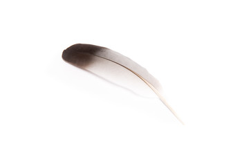 Obraz premium feather on a white background