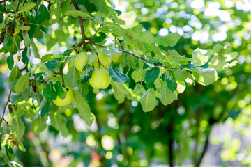 Fototapeta premium Green apples on a branch ready to be harvested, outdoors