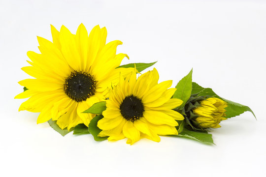 sunflowers on white background (Helianthus)