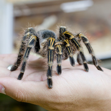 Mexican redknee tarantula (Brachypelma smithi), spider female in
