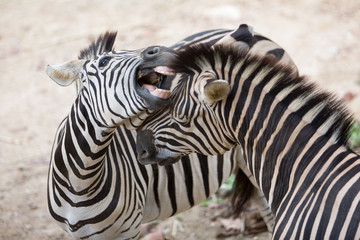 Fototapeta na wymiar Two zebras fighting