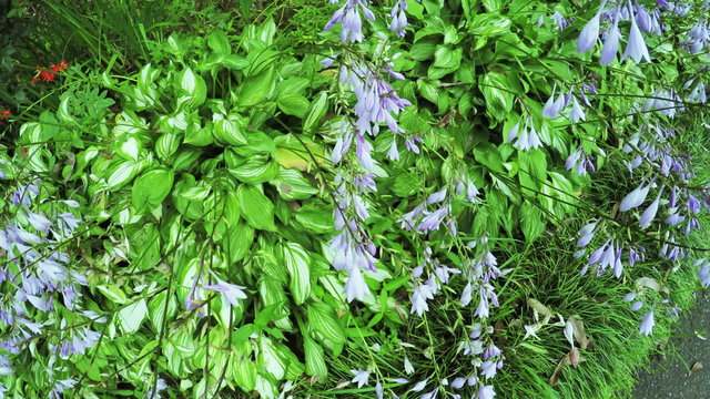 Flower Garden in city park