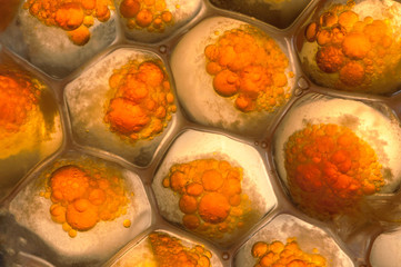 Microbe