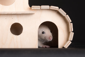baby rat in wooden house