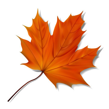 Orange maple leaf 