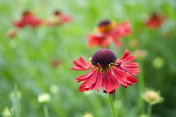 Helenium #001