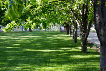 Park lawn with green trees vegetation summer lawn