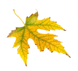 Autumn yellowed leaf on white background