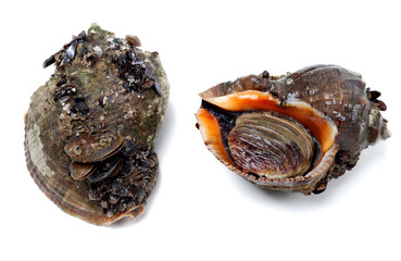 Two veined rapa whelk covered with small mussels