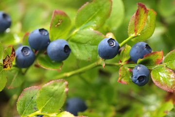 Wild blueberries on the bush in forest. Vaccinium myrtillus - obrazy, fototapety, plakaty