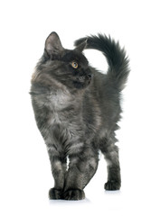 Obraz premium maine coon kitten