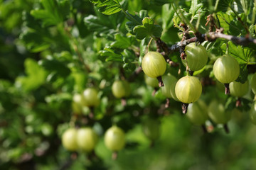 Green gooseberries on the bush. Grossularia