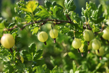 Green gooseberries on the bush. Grossularia
