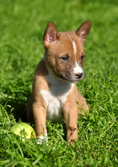 beautiful Basenji dog puppy on the green grass and an apple