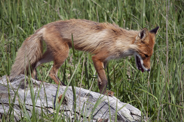 Magadan Region, the Sea of Okhotsk, Koni peninsula. Fox.