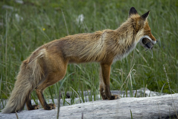 Magadan Region, the Sea of Okhotsk, Koni peninsula. Fox with prey.