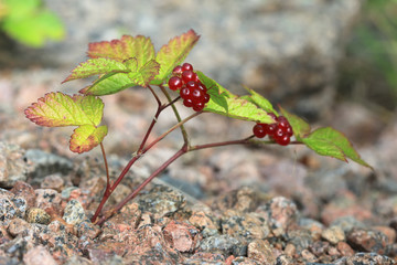 The bush of stone bramble berries. Rubus saxatilis