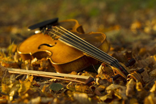 Violin lying on the fallen leaves
