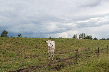 White cow with black spots and a looming cloudy sky